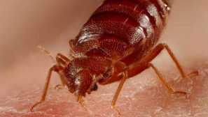 Научете се да идентифицирате и лекувате бъгове в ухапването